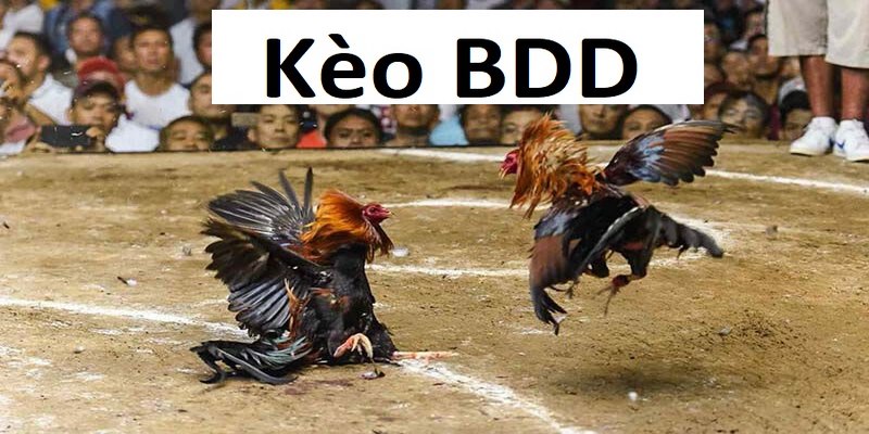 Kèo BDD ảnh đại diện